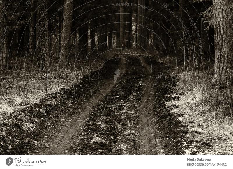 das kann ein langer Weg sein Winter unbefestigter Weg Schlamm Wald Straße Schmutz Landschaft Natur Pinienwald Perspektive Sepia Monochrom Radspuren ländlich