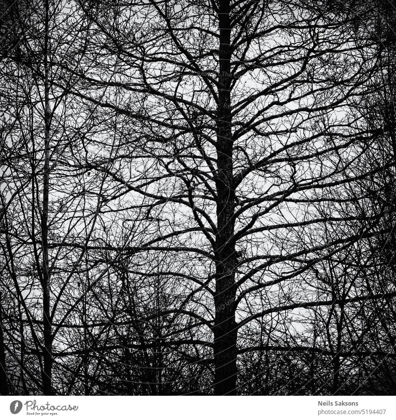 die ewige Schönheit der Bäume laublos unverhüllt Baum Schwarzerle Winter schwarz auf weiß monochrom Silhouette Laufmasche Dschungel Netz Kofferraum