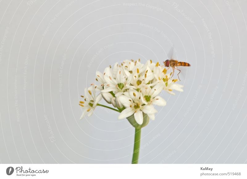 Schwebfliege auf Lauchblüte Natur Pflanze Tier Luft Blume Blüte lauch Knoblauch Wildtier Insekt 1 Blühend fliegen frei hell natürlich gelb gold grün weiß