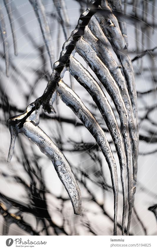 Eiszapfen an einem Ast Winter kalt Frost frieren Schnee Kälte Winterstimmung gefroren Wintertag