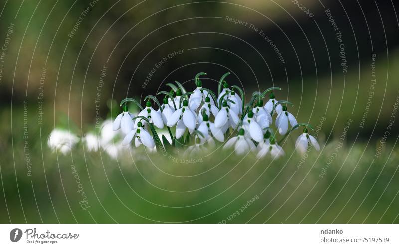 Wachsende Schneeglöckchen mit weißen Blüten inmitten des Waldes, Frühlingsblumen. wachsend Blume Mitte Blütenknospen grün Blatt frisch Boden Damp Erde Natur