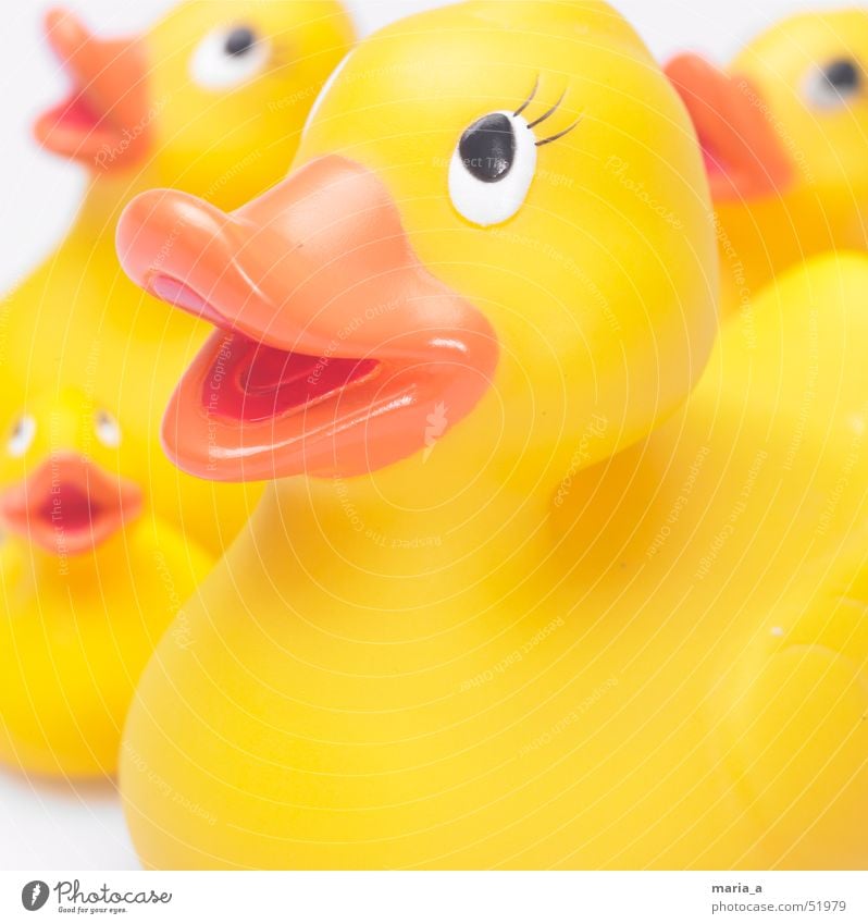 Quietscheentchen Badeente Spielzeug 4 Schnabel Schwärmerei Blick Fröhlichkeit Ente Auge Glück