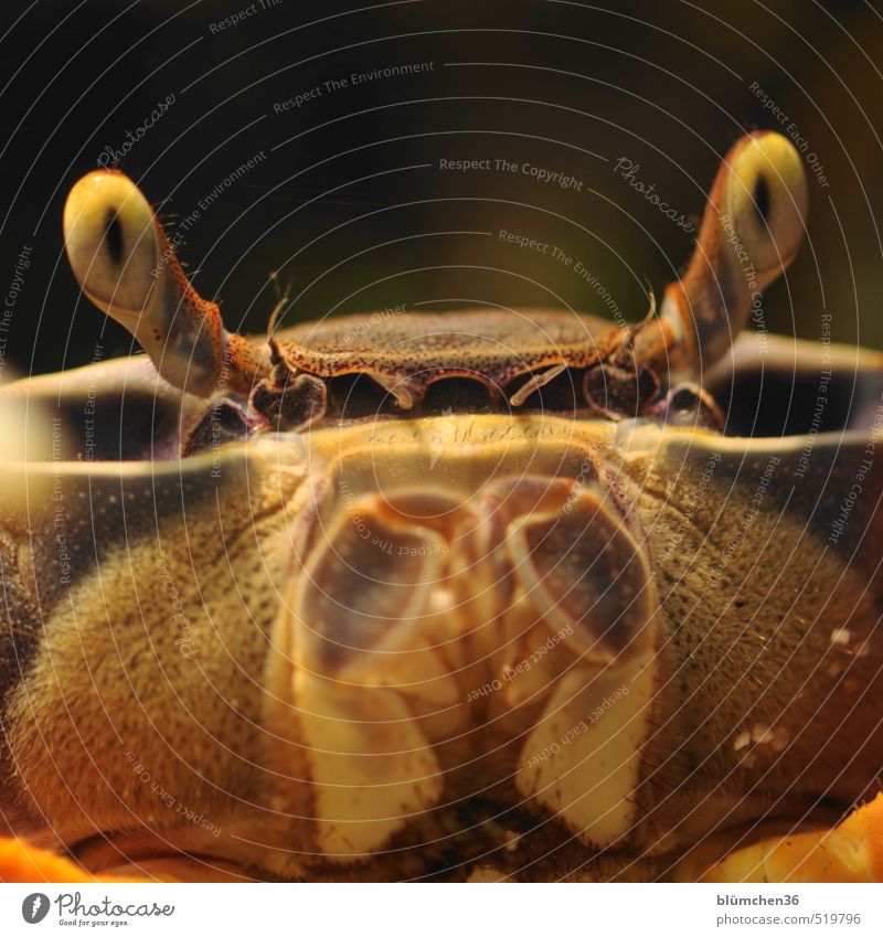 Punktsieg | staunen... Tier Tiergesicht Krebstier Taschenkrebs Krustentier Krabbe Terrarium beobachten Blick Aggression außergewöhnlich frech gruselig natürlich