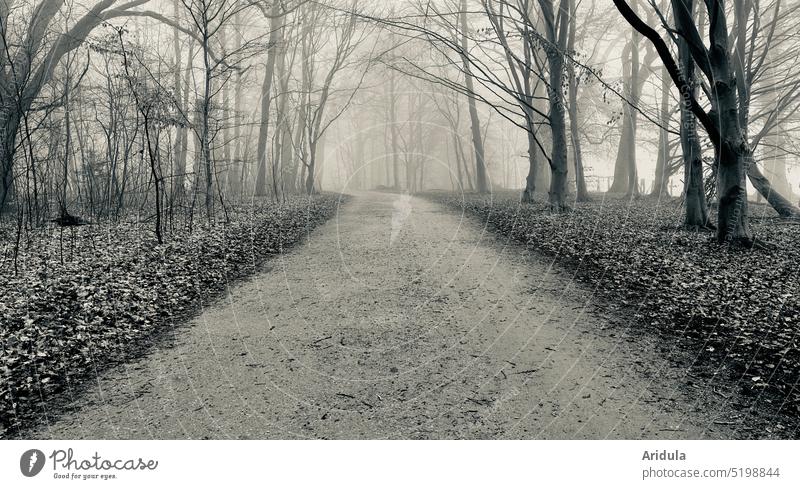 grauer Waldweg Waldboden Weg Herbst Nebel Spaziergang Wege & Pfade Umwelt Natur Bäume ruhig Blätter Fußweg Einsamkeit traurig Traurigkeit Trauer melancholisch