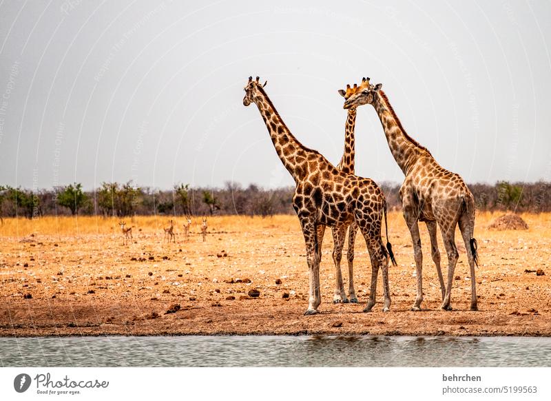 \|\ aufmerksam Tourismus Ausflug Tierporträt Wildnis Wildtier fantastisch Tierliebe Tierschutz Giraffe außergewöhnlich Safari Umwelt beeindruckend besonders