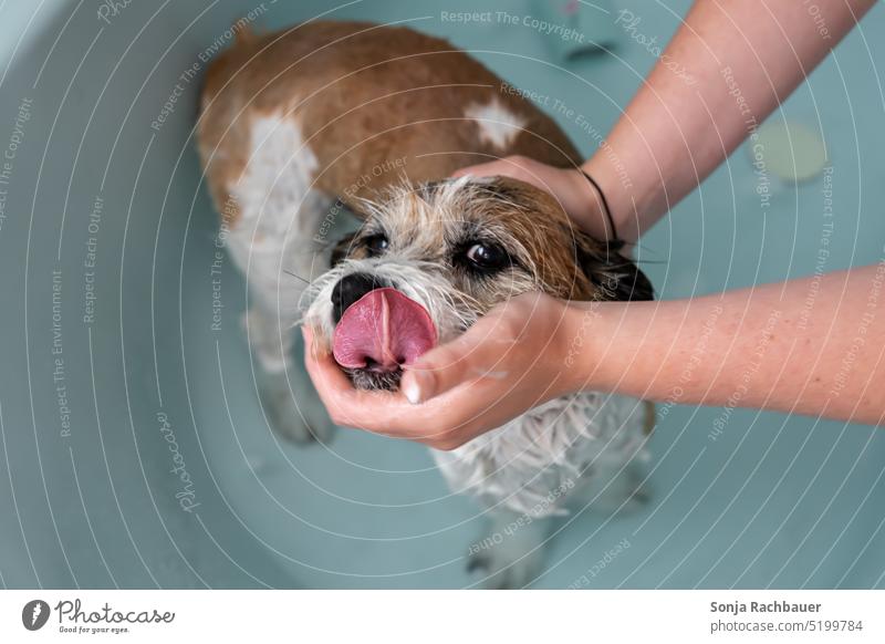 Ein kleiner Hund in einer Badewanne. Fellpflege. Haustier Tier nass Sauberkeit niedlich Terrier braun weiß Besitzer Frau Hände Waschen Glück lustig Pflege Seife