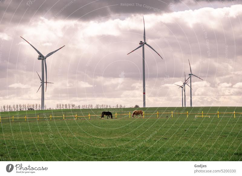 Zwei grasende Pferde auf einer Koppel vor einem Feld mit Windrädern Windkraftanlage Windrad Windradpark Energiewirtschaft Landwirtschaft Erneuerbare Energie