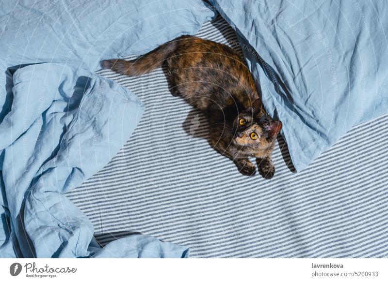 Draufsicht eines Mischlingskätzchens auf einem blauen Leintuch katzenhaft fluffig Katze Katzenbaby niedlich Bett bezaubernd Haustiere anschauend Decke Farbe