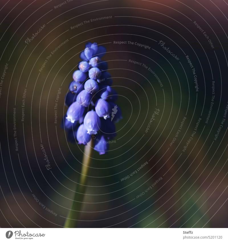 Traubenhyazinthe im Frühlingslicht Muscari Blume blühen Frühlingsblume Frühblüher April Aprilblüte Blütezeit Frühlingsbote schattig dunkel Licht im Dunkeln