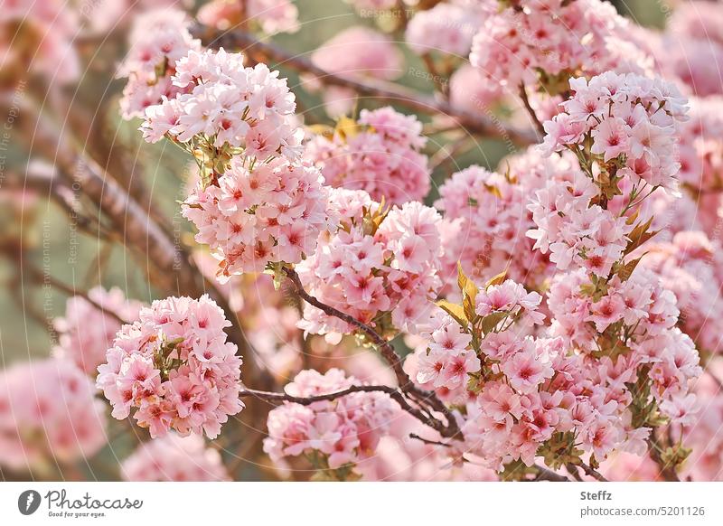 Kirschblüte in voller Pracht Zierkrische Frühlingsblüten Frühlingsgefühl Frühblüher Frühlingsblumen Kirschblüten blühen Frühlingsblüher rosa zartrosa Aprilblüte