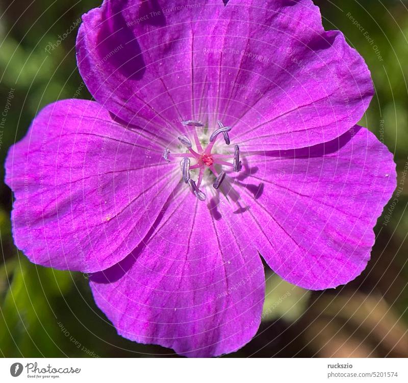 Blutstorchschnabel, Geranium, sanguineum ist eine huebsche Wild- und Heilpflanze mit tief lila Blueten. Cranesbill, Geranium, sanguineum is a pretty wild and medicinal plant with deep purple flowers.