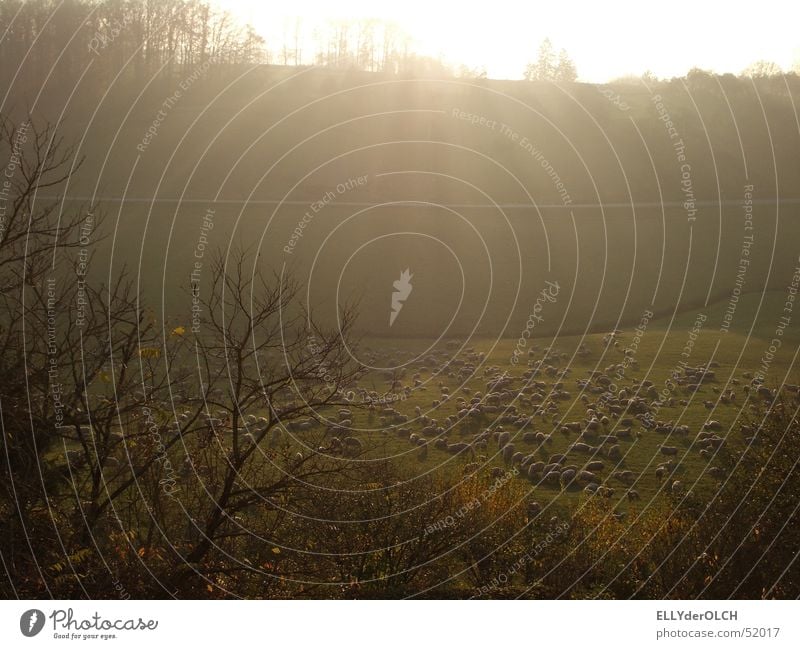 Himmlische Erleuchtung Schaf Schafherde Geborgenheit Licht Sonnenstrahlen Erkenntnis Wiese grün Herbst Herbstlandschaft Gegenlicht Säugetier Schatten Kontrast