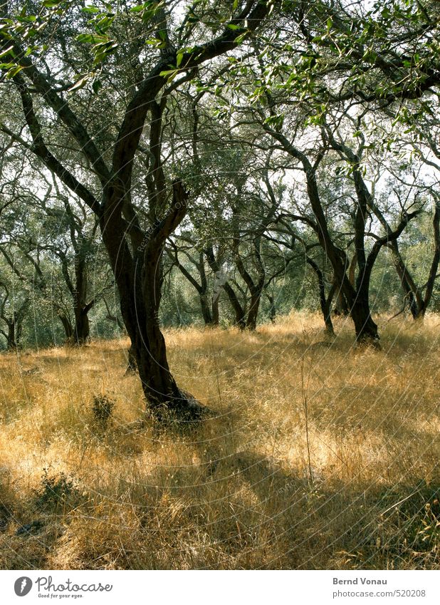 Olivenhain Umwelt Natur Landschaft Pflanze Baum Gras Olivenbaum natürlich braun gelb gold grün schwarz Wachstum Landwirtschaft Griechenland Korfu aufstrebend