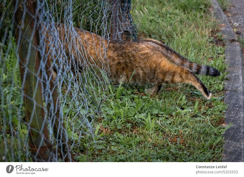 Braungefleckte Katze verschwindet durch ein Loch im Maschendrahtzaun. Zaun katzenhaft schleichen davonschleichen verschwinden kopflos Fell Haustiere im Freien