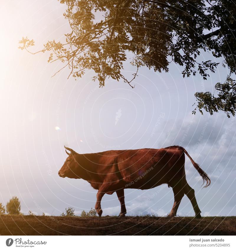 weidende Kuh auf dem Land - ein lizenzfreies Stock Foto von Photocase