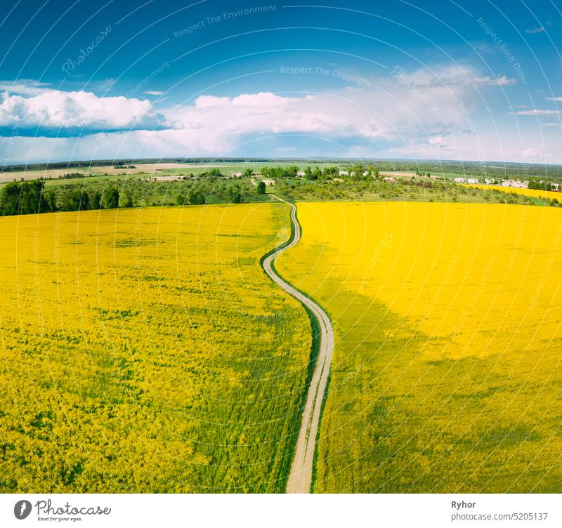 Luftaufnahme von landwirtschaftlichen Landschaft mit blühenden blühenden Raps, Ölsaat auf dem Feld im Frühjahr Saison. Blossom Of Canola Gelbe Blumen. Schöne ländliche Landstraße