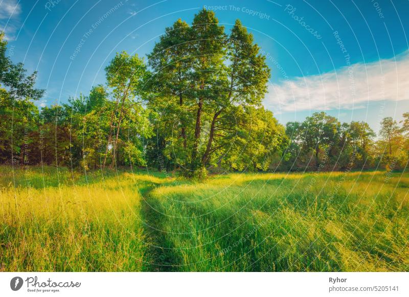 Sommer Sunny Forest Trees, Green Grass, Lane, Path, Pathway. Natur Holz Sonnenlicht. Abend Sonnenschein Landschaft Weg wild im Freien Park Glanz Szene Eiche