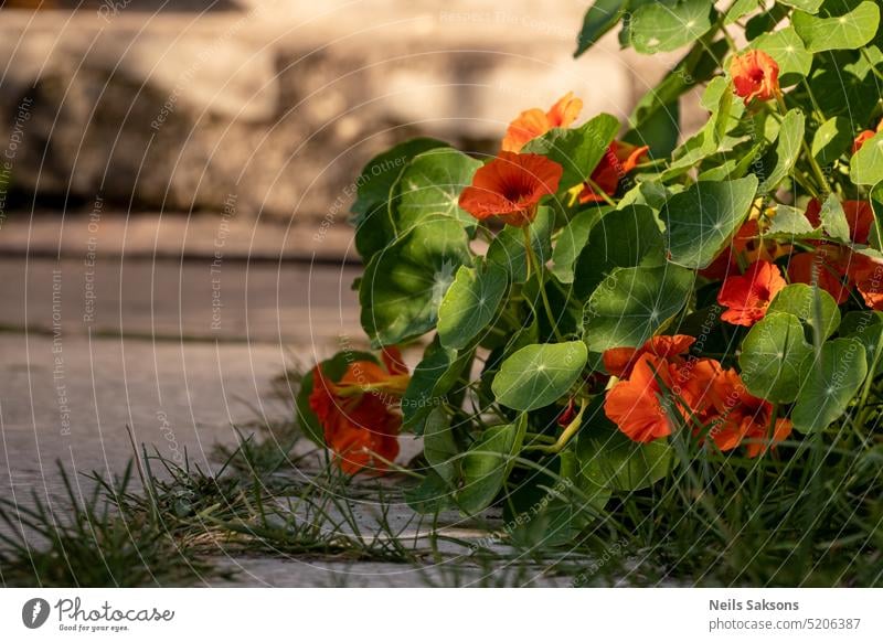 Orangefarbene Kapuzinerkresseblüten im Garten mit grünen Blättern. schön Schönheit Bett Blütezeit Botanik hell Nahaufnahme Farbe farbenfroh dekorativ Derbyshire