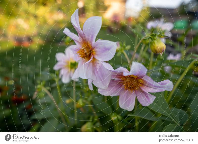 Schöne rosa Dahlien blühen im Garten Hintergrund schön Schönheit Blütezeit Überstrahlung Blühend botanisch Botanik hell Nahaufnahme Farbe farbenfroh