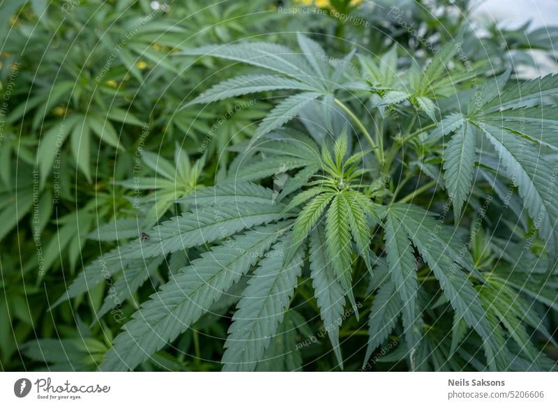Cannabis-Pflanze im Garten Marihuana-Blätter, grüner Hintergrund 420 süchtig machend Ackerbau Blütenknospen Cannabisblüte Cannabisblatt cbd Nahaufnahme