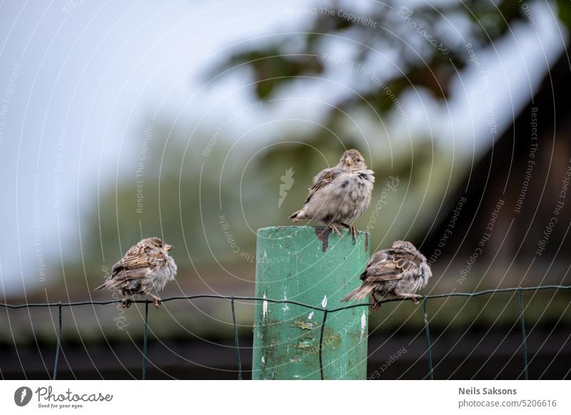 Drei Spatzen sitzen auf einem Zaun Air Tier Hintergrund Schnabel schön Schönheit Vogel Vögel Ast braun Nahaufnahme farbenfroh niedlich Europäer Fauna Feder