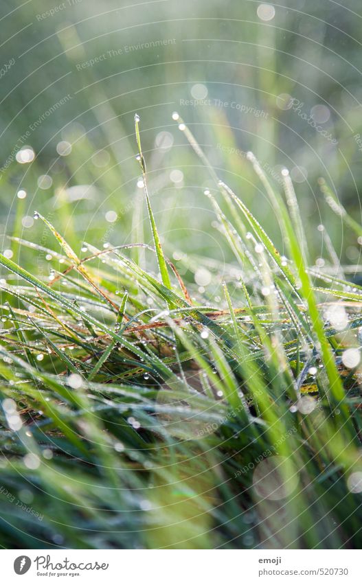 perlend Umwelt Natur Landschaft Pflanze Wassertropfen Gras Wiese nass natürlich grün saftig Farbfoto Außenaufnahme Nahaufnahme Menschenleer Tag