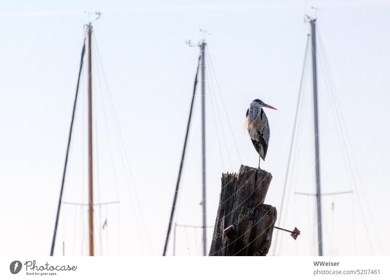 Ein Reiher fand im Yachthafen den Platz mit der besten Aussicht Jacht Jachthafen Graureiher Hafen Boote Sommer Vogel umsehen Masten Segel Segelboot Wasser