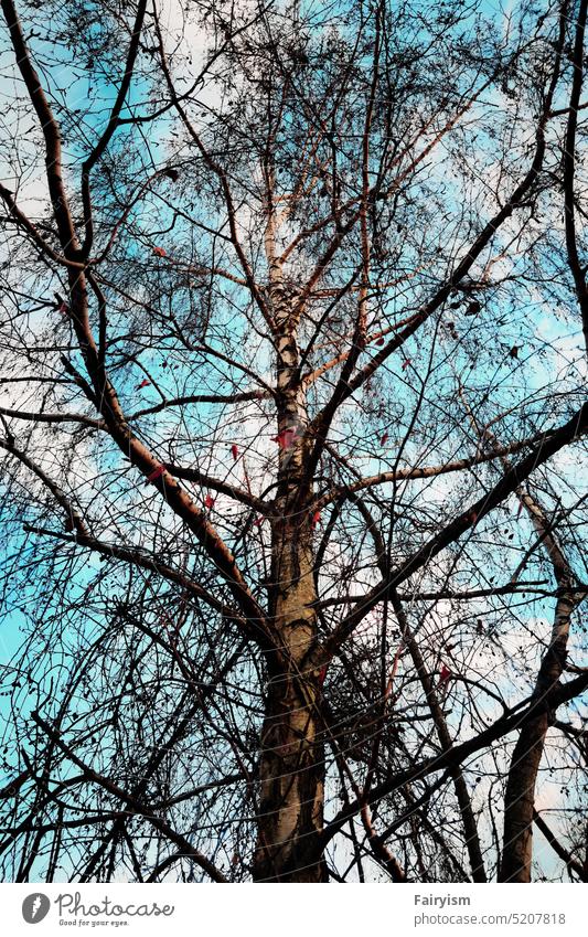 Winterbaum gegen den blauen bewölkten Himmel Ast Baum Zweige u. Äste Niederlassungen Wald Tag Außenaufnahme Natur Bäume Sonnenlicht Wintersonne Winterstimmung