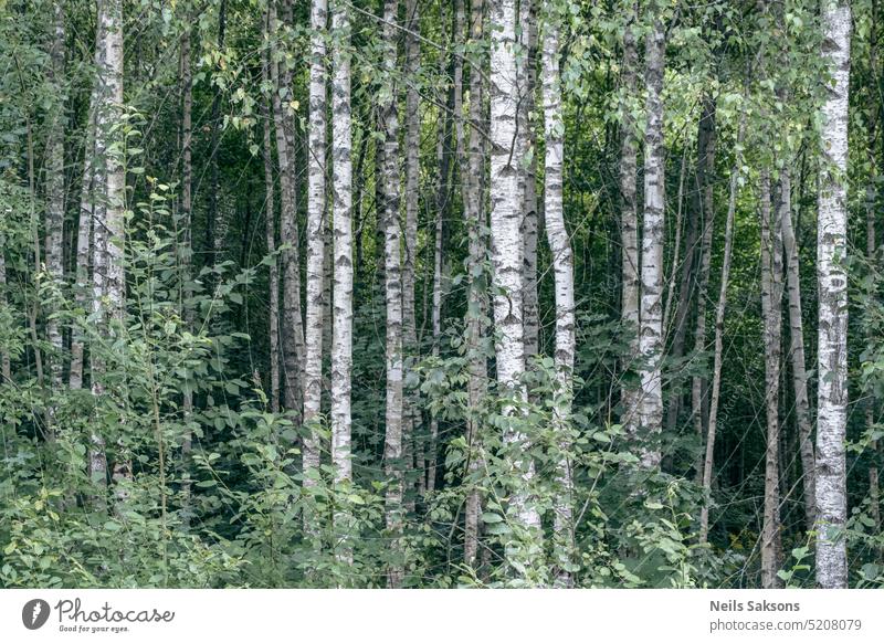 Birkenwald im Sommer, weiße Baumstämme im grünen Laub Wald Abend Rüssel Laubwerk Blendung Landschaft Szene natürlich ländlich im Freien malerisch niemand