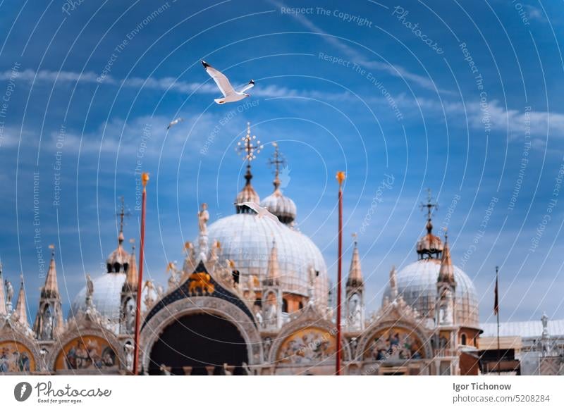 Piazza San Marco Markusplatz mit Basilica di San Marco. Dach Architektur Details mit fliegenden Möwe Vogel gegen blauen Himmel in Venedig, Italien. Touristenattraktion, Sommer Städtereise