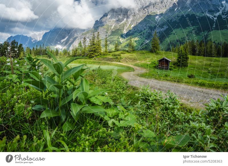 Grüne Blumen und Laub auf einem Wanderweg. Wilder Kaiser Berge im Hintergrund, Tirol - Österreich kaiser wilder Weg Berge u. Gebirge Nachlauf Landschaft ellmau