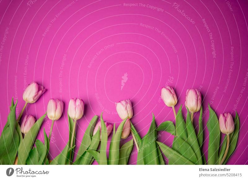 Rosa Tulpen, Platz für Schriftzug. Postkarte Plakat Frühlingsgefühle Blumen Blumenstrauß Tulpenblatt Spruch Platz für Text Blüte grün geblümt Hintergrund