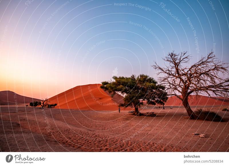 überleben traumhaft besonders beeindruckend magisch Düne sanddüne Dünen Sonnenaufgang Dämmerung Morgendämmerung romantisch stille Abenteuer Einsamkeit Freiheit