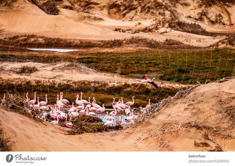badewanne Wasser Flamingos frei Vögel Wildtier Sand Wüste Namibia Afrika Meer reisen Ferne Fernweh Ferien & Urlaub & Reisen Natur Freiheit Abenteuer Farbfoto