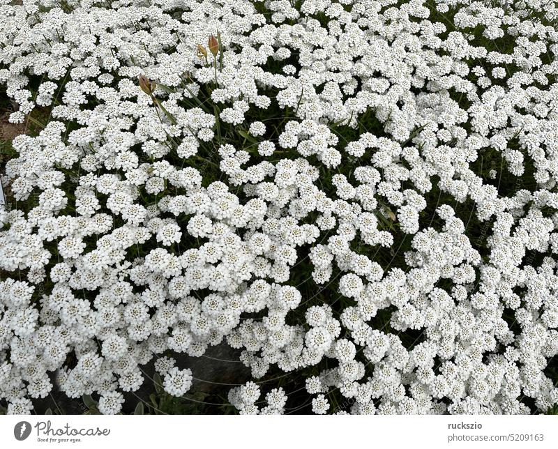 Bittere Schleifenblume, Iberis amara weisse Blueten Heilpflanze Heilkraeuter Heilkraut Heilgartenpflanze Apothekergartenpflanze medizinalpflanze arzneipflanze