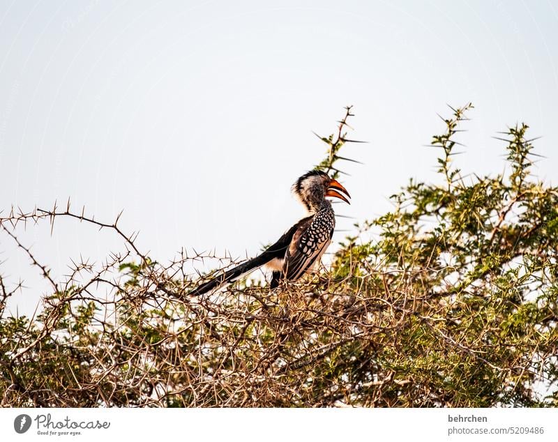 tierisch gelbschnabeltoko Hornbill beeindruckend Nashornvögel Schnabel Vogel Wildtier außergewöhnlich Tierporträt frei wild Wildnis Namibia Safari Afrika