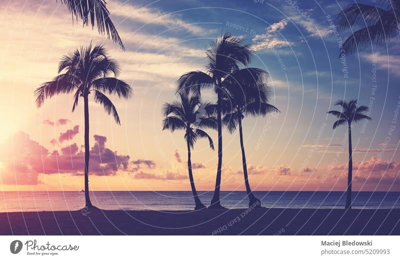 Tropischer Strand mit Kokosnusspalmen-Silhouetten bei Sonnenuntergang, Farbabtönung angewendet. Baum Handfläche Natur tropisch Sommer MEER schön Horizont