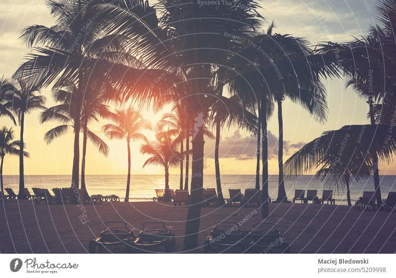 Tropischer Strand mit Kokosnusspalmen-Silhouetten bei Sonnenuntergang, Farbabtönung angewendet. Baum Handfläche Natur tropisch Sommer MEER schön Horizont