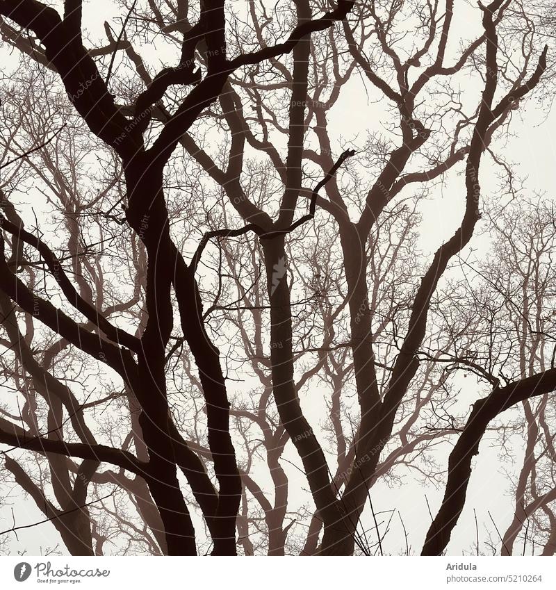 Baumäste im Nebel Äste Baumkrone Winter düster verzweigt trüb triste Natur Zweige u. Äste Herbst kalt Ast melancholisch Himmel