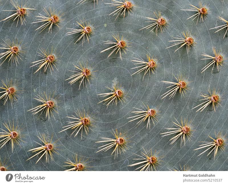 Blick auf eine mit Dornen besetzte Oberfläche von einem Kaktus. pflanze dornen Stacheln Spitz Kakteen hintergrund aufbringen Pflanzenteil Makroaufnahme Textur