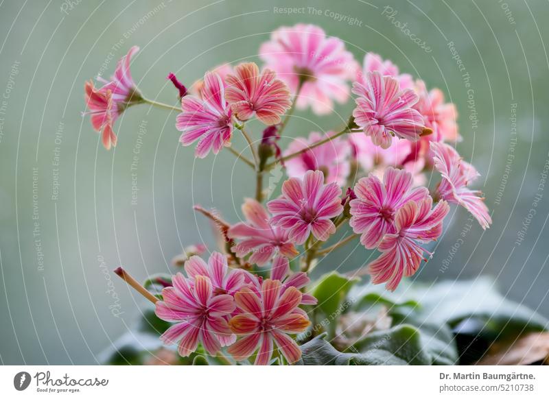 Bitterwurz, Lewisia cotyledon, blühende Pflanze Blütenstand Blütenstände Sukkulente Gartenform rot-violette Blüten aus Nordamerika Caudexpflanze immergrün