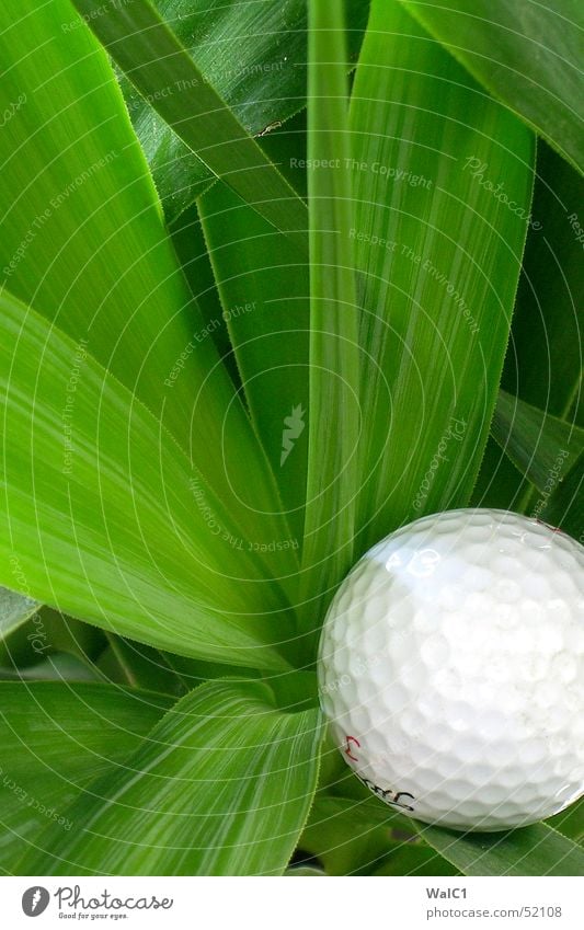 Morgenstund hat Golf im Mund Pflanze Palme Blatt grün Blume Spielen Faser Ball putt