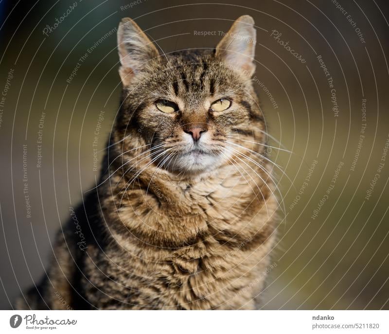 Eine erwachsene Straßenkatze entspannt sich an einem sonnigen Tag in der Natur Katze Tier im Freien Erholung katzenhaft Fell Backenbart Pfoten Auge Freizeit