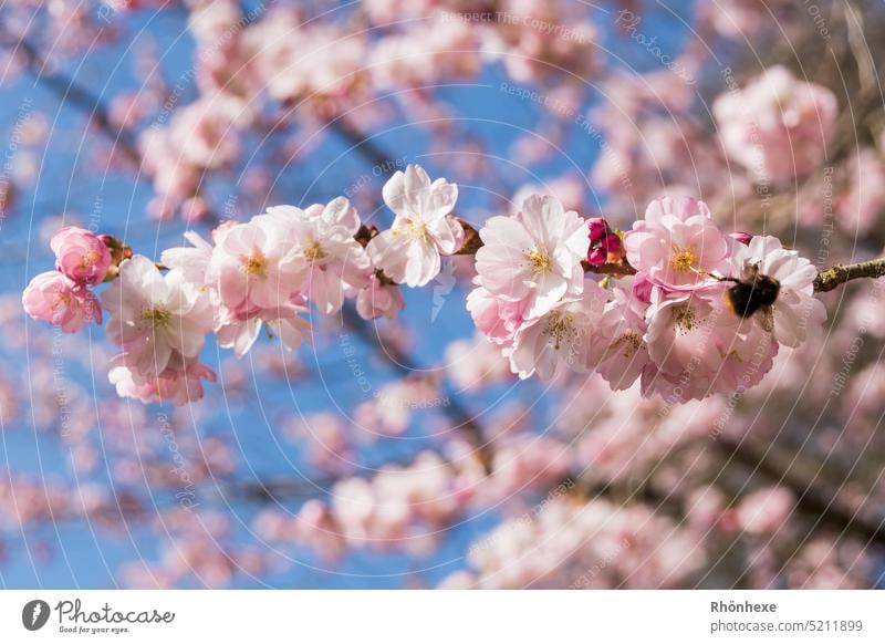 Frühling Natur Blüte Baum Außenaufnahme Kirschblüten rosa Blühend Farbfoto Menschenleer Schwache Tiefenschärfe Nahaufnahme Frühlingsgefühle Kirschbaum Umwelt