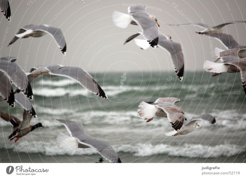 Möwen an der Ostsee Meer Wellen Natur Tier Wasser Küste Wildtier Vogel Flügel Silbermöwe Tiergruppe Bewegung fliegen kalt grau Freiheit Feder Farbfoto
