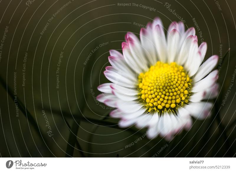 kleines Blümchen ganz groß Maßliebchen Tausendschön Gänseblümchen Bellis Makroaufnahme Bellis perennis Blüte Blume Frühling Nahaufnahme Farbfoto weiß Gras grün