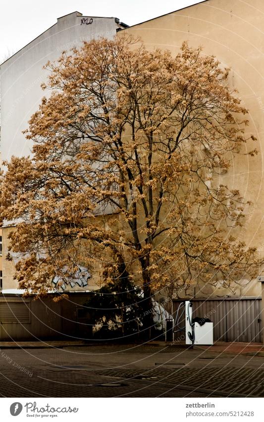 Baum, kurz vor der Vegetationsperiode architektur berlin city deutschland fassade froschperspektive gebäude hauptstadt haus innenstadt kiez leben mitte platz