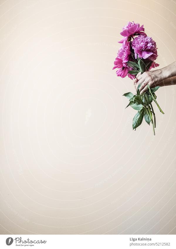 Hände halten Pfingstrosen romantisch Blume rosa Blütezeit Blumen schön Frühling Blumenstrauß geblümt Pastell Haufen Natur Liebe Hintergrund weiß minimalistisch