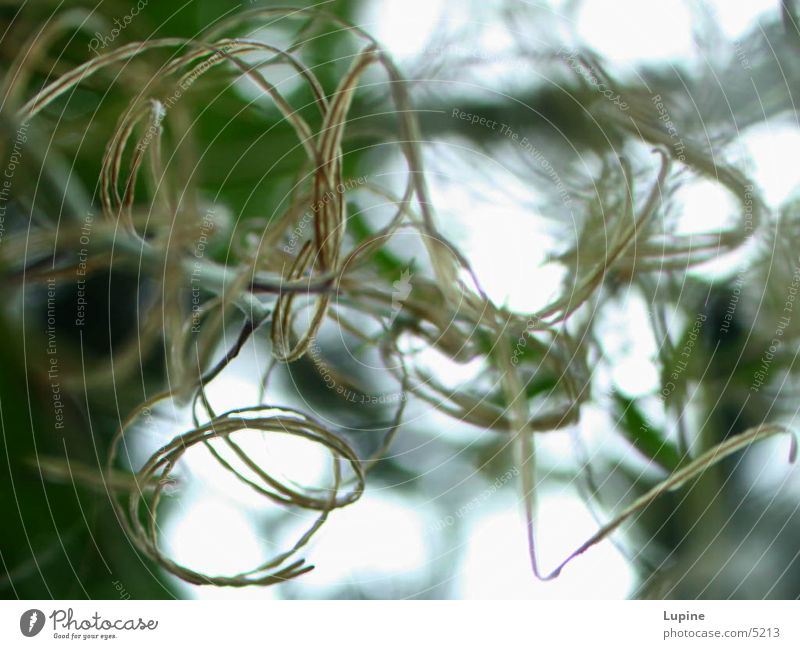 Seltsame Kringel Pflanze abstrakt Natur