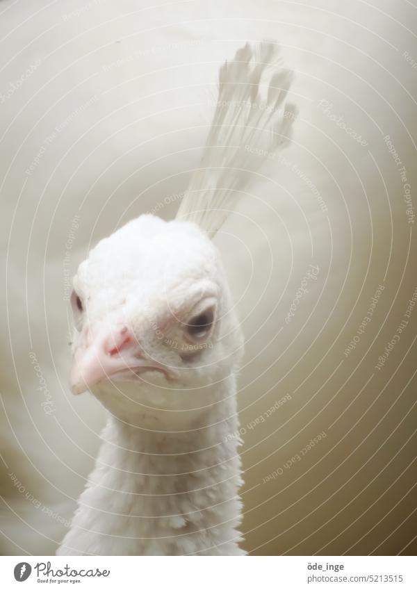 Siggi Siegbert, blass vor Neid weißer Pfau Leuzismus Tierporträt Schönheit Vogel Albino prächtig Anmut schön elegant exotisch eitel ästhetisch Schnabel Stolz